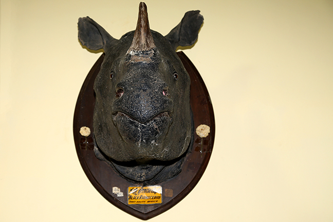 Black rhinoceros Photograph of an object in the natural history museum